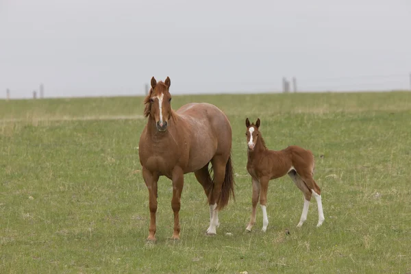 Paard en colt in grasland saskatchewan, canada — Stockfoto