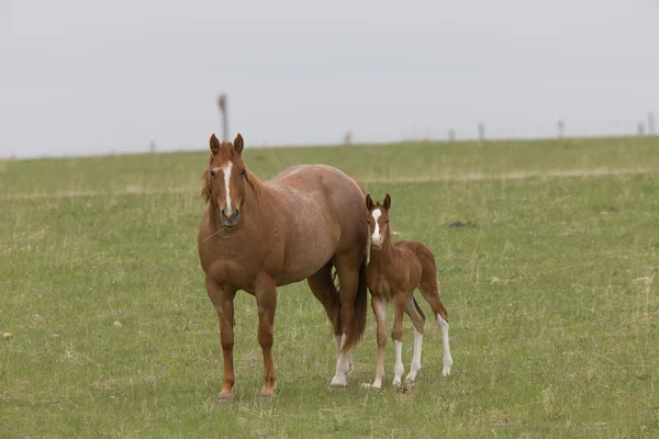 馬および子馬の牧草地サスカチュワン州カナダ — ストック写真