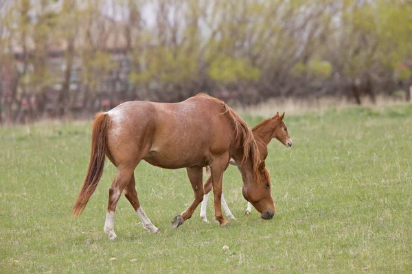 Cavallo Puledro Pascolo Saskatchewan Canada — Foto Stock