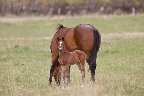 Cavalo Colt Pastagem Saskatchewan Brasil — Fotografia de Stock