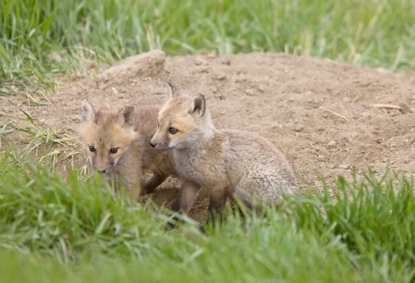 Trousses Fox à Den Canada — Photo
