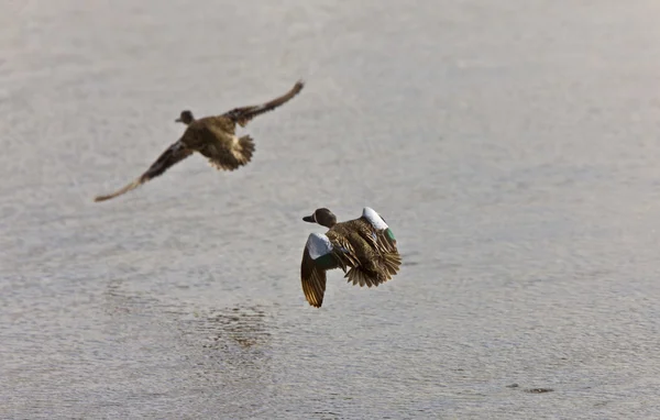 Modré okřídlený šedozelená kachny v boji Kanada — Stock fotografie