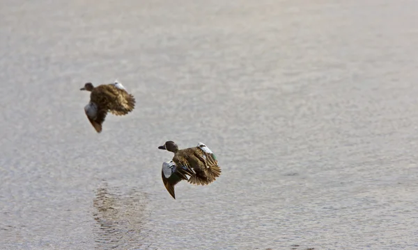 Mavi kanatlı deniz mavisi ördekler Kanada mücadele — Stok fotoğraf