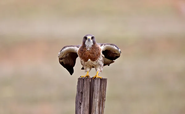 Swainson hawk canada — Stockfoto