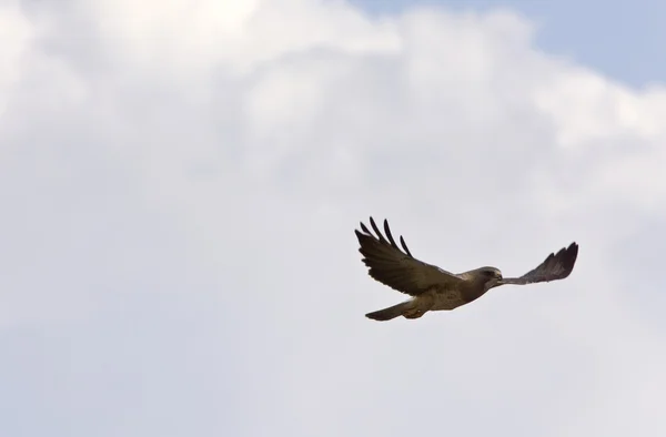 Swainson Hawk em voo Canadá — Fotografia de Stock