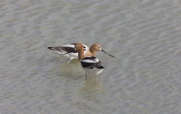 Avocets in Water Canada — Stock Photo, Image