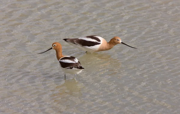 Avocets in Water Canada — Stock Photo, Image