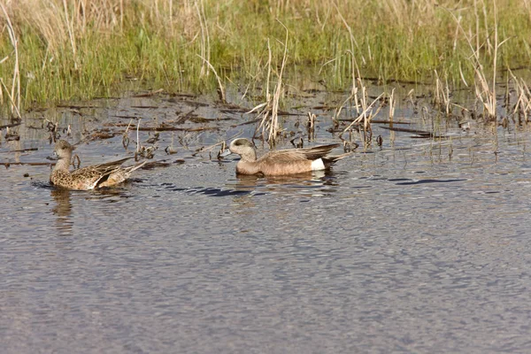 American Wigeon Male Female Ducks Canada — Stock Photo, Image
