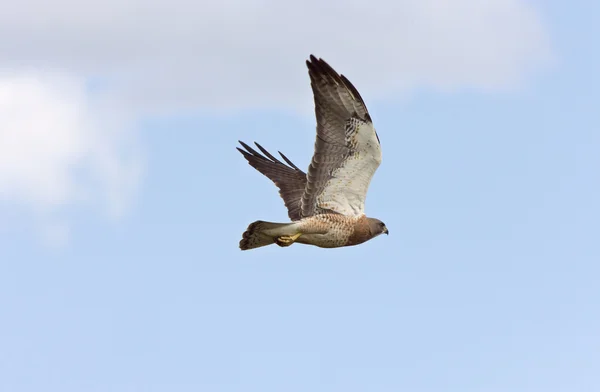 Swainson Hawk Flyg Kanada — Stockfoto