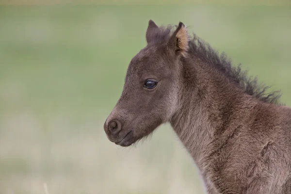 Horse Colt Pasture Saskatchewan Canada — Stock Photo, Image