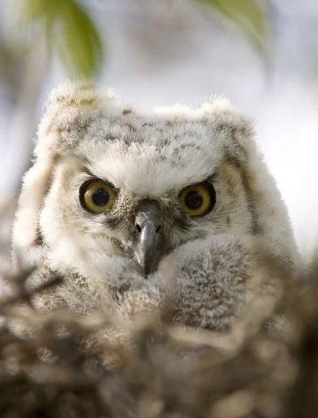 Μεγάλη Κερασφόρος Κουκουβάγια Μωρά Owlets Στη Φωλιά — Φωτογραφία Αρχείου