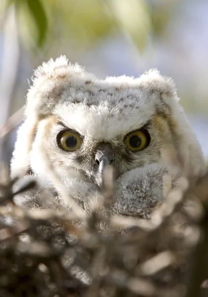 Μεγάλη κερασφόρος κουκουβάγια μωρά owlets στη φωλιά — Φωτογραφία Αρχείου