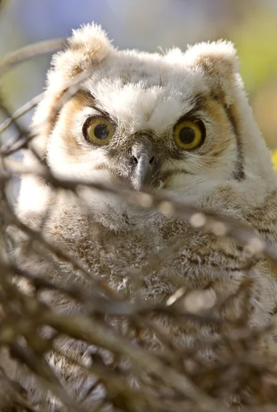 Μεγάλη κερασφόρος κουκουβάγια μωρά owlets στη φωλιά — Φωτογραφία Αρχείου