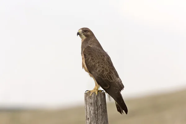 Swainson's hawk Canada — Stock Photo, Image