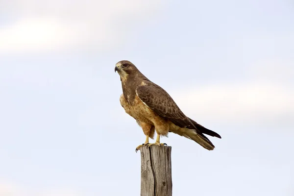 Swainson жіночого hawk Канади — стокове фото