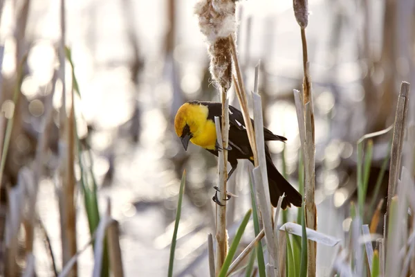 Yellow Headed Blackbird in Marsh Canada — Stock Photo, Image
