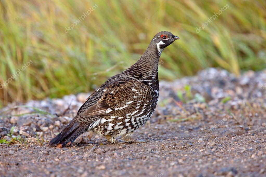 Spruce Grouse Manitoba Canada — Stock Photo © pictureguy 4780719