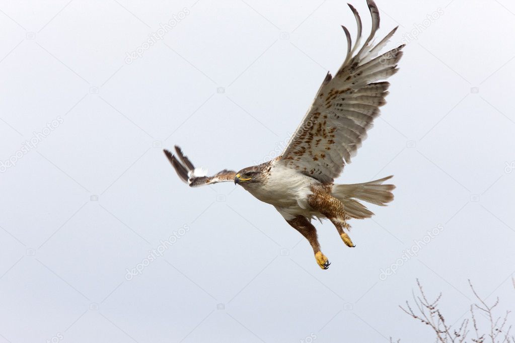 Ferruginous hawk in flight at nest Saskatchewan Canada