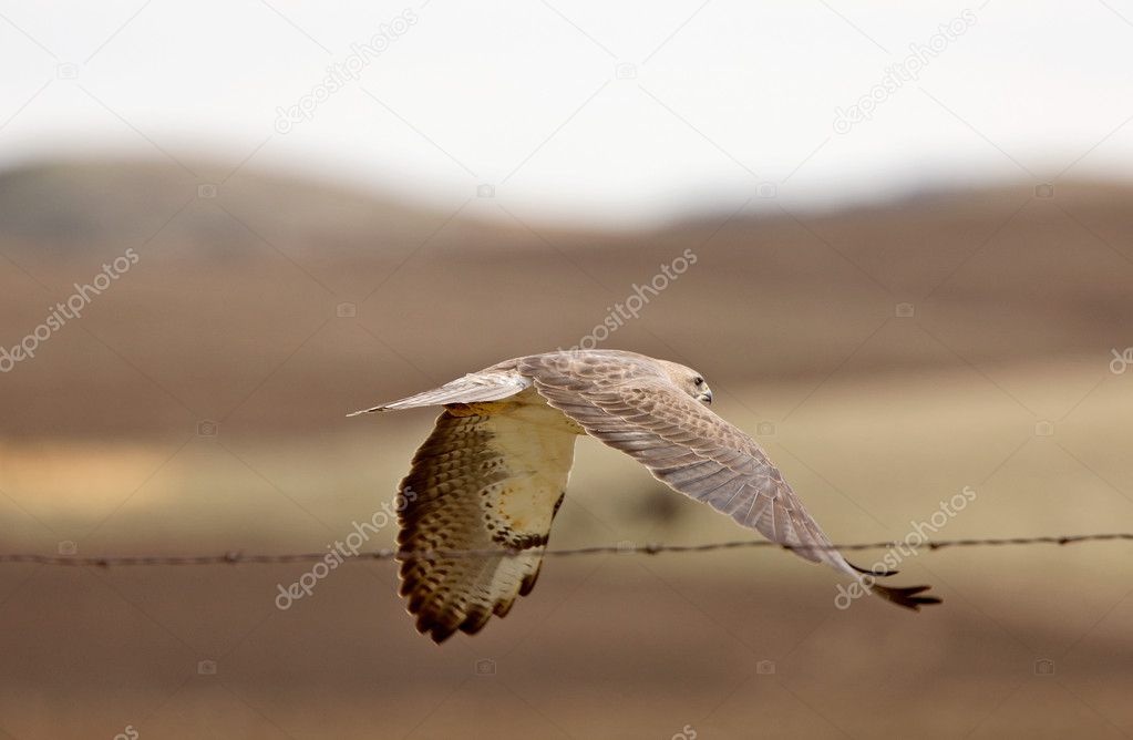 Swainson's hawk in Flight