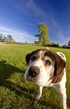 Saint Bernard dog on Hecla Island Manitoba clipart