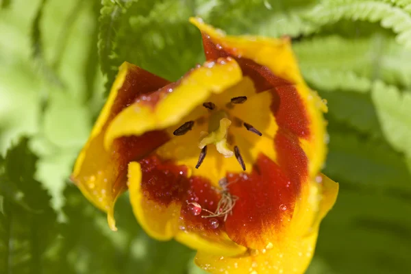 Цветок желтого и оранжевого тюльпанов — стоковое фото