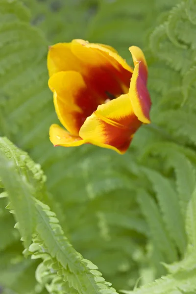 Flor Tulipán Amarillo Naranja — Foto de Stock