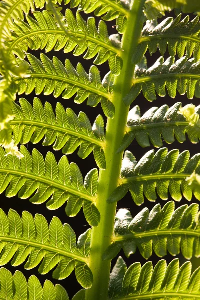 stock image Close up fern Canada