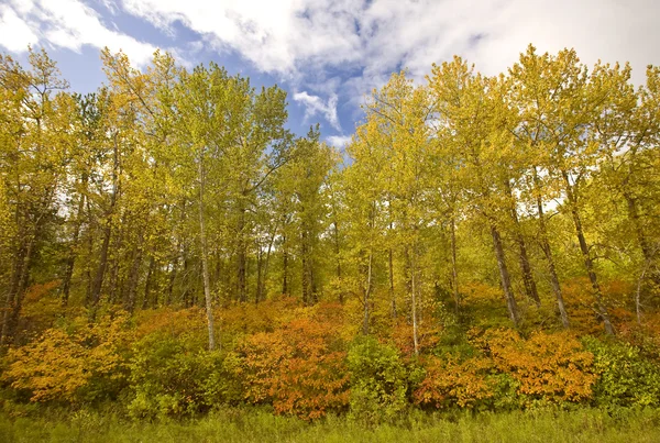 Осенние цветные деревья Манитоба Канада — стоковое фото