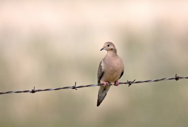 Mourning Dove on Barbed Wire Saskatchewan Canada clipart