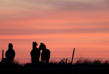 prairie Kanada gün batımı atlar