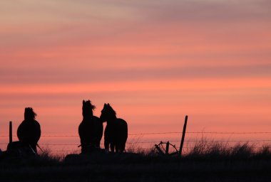 prairie Kanada gün batımı atlar