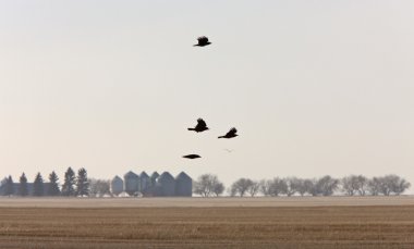 Kargalar uçuş saskatchewan Kanada