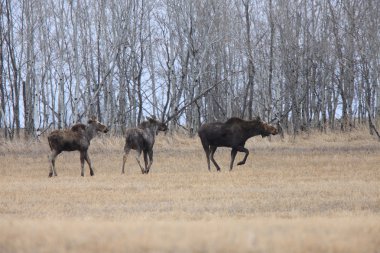 inek ve alan saskatchewan Kanada 2 yavru geyik