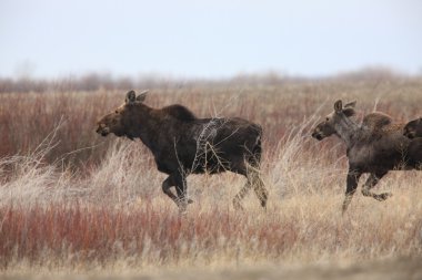 Cow and 2 Calf Moose in Field Saskatchewan Canada clipart