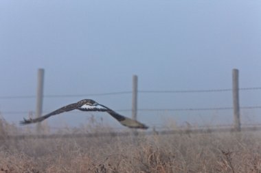 uçuşta sisli sabahı Şahin