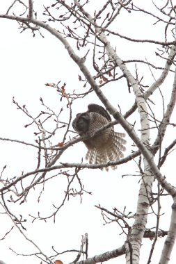 Northern Hawk Owl clipart