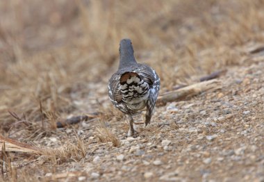 Ladin grouse saskatchewan Kanada