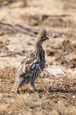 Nomascus grouse saskatchewan Kanada