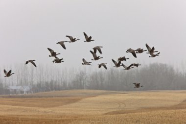 Canada Goose in Flight clipart