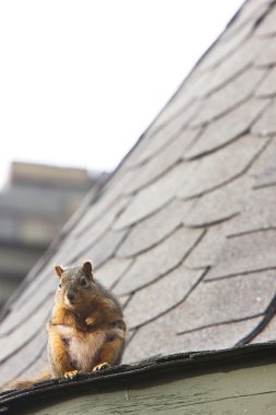 Squirrel on Rooftop Saskatchewan clipart