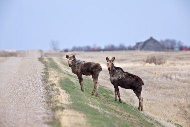 prairie saskatchewan Kanada inek ve Dana Mus