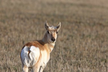 Prairie antilop portre saskatchewan Kanada