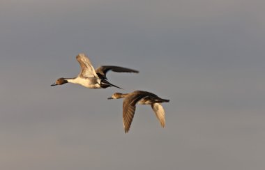 Canvasback Ducks in Flight Saskatchewan Canada clipart
