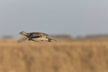 Sharptailed Grouse in Flight clipart