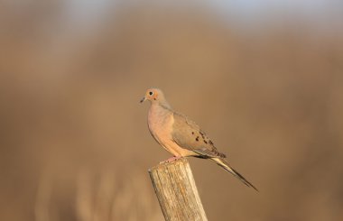 sabah güvercinler saskatchewan Kanada