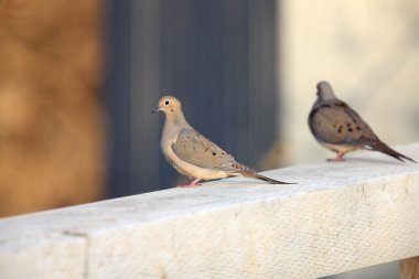 sabah güvercinler saskatchewan Kanada