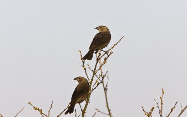 kadın kahverengi başlı cowbird