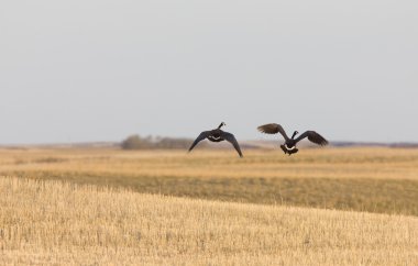 Kanada kazlar prairie saskatchewan üzerinde uçuş