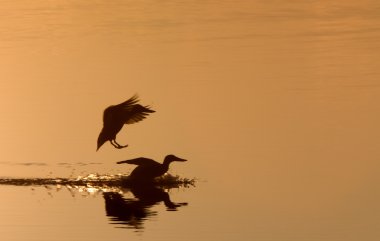 Ducks at Sunset Sillouette Canada clipart