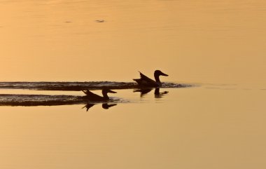 ördekler günbatımı sillouette, canada